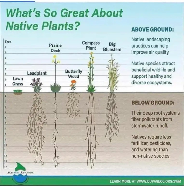The meme is a humorous illustration comparing the depth of roots of different plants. At the top, it says "What's So Great About Native Plants?" and below, it lists "Native Plants: 1-10 feet deep" and "Non-Native Plants: 1 inch deep". The image is likely accompanied by a caption or title, but the specific text is not provided in the initial description.